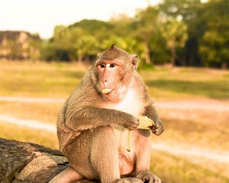  The Naughty Monkeys and Their Delicious Punishment! - A Glimpse into 17th Century Indonesian Folklore