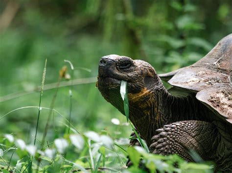  The Valiant Tortoise and Its Unexpected Quest for Wisdom! - A Dive into 7th Century Nigerian Folklore